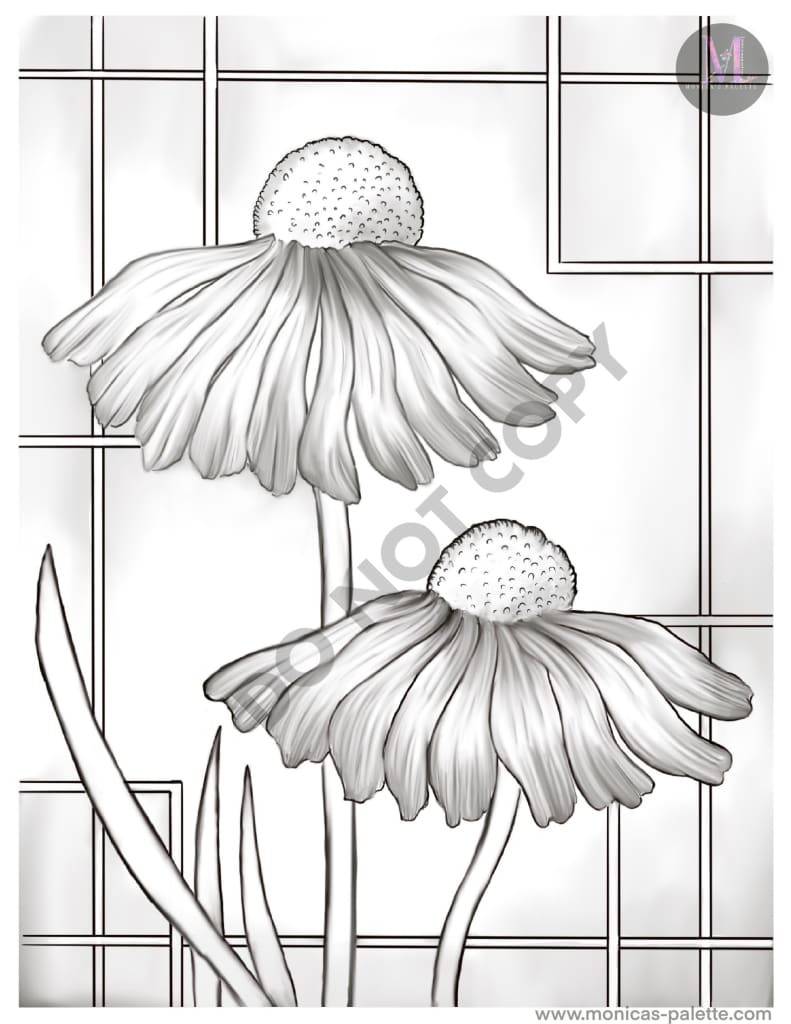 Coloring Page - Daisies Coloring Page