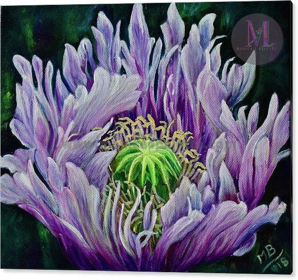 Ragged Poppy Flower Original Acrylic Painting And Canvas Prints