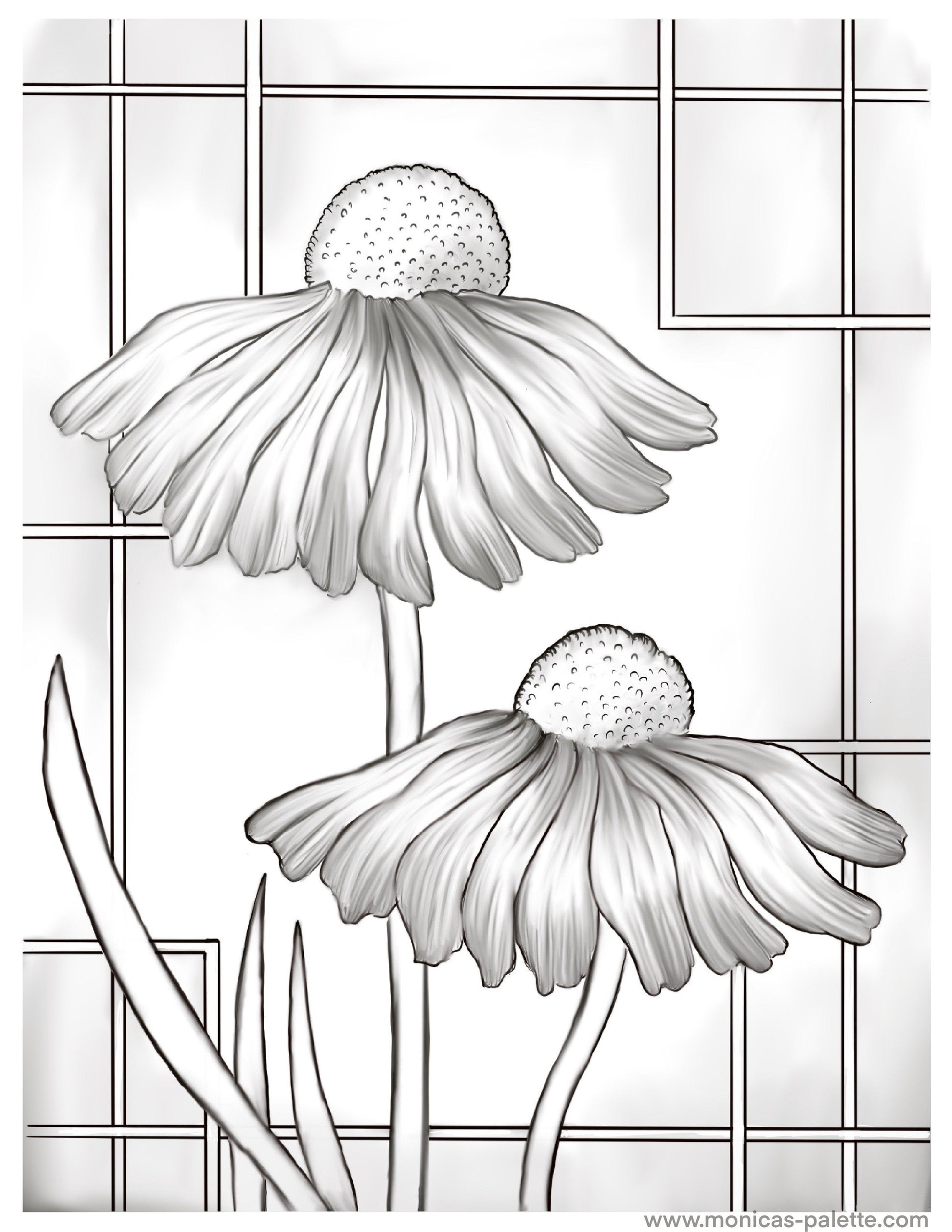 Coloring Page - Daisies Coloring Page