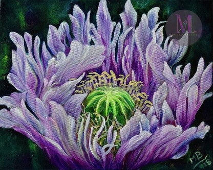 Ragged Poppy Flower Original Acrylic Painting And Canvas Prints / 8X 10